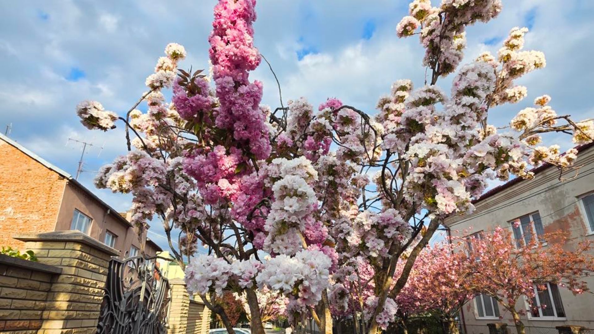 У Мукачеві розквітла унікальна двоколірна сакура (ФОТО)