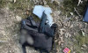 У Мукачеві після стрілянини затримали двох чоловіків (ФОТО)