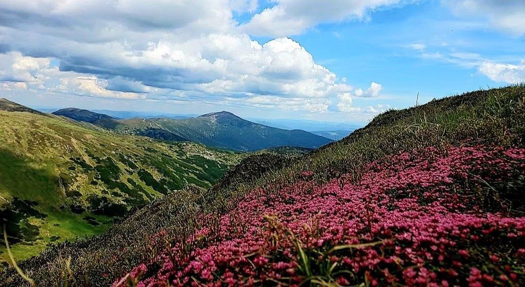 На схилах Чорногори зацвіла рідкісна наскельниця лежача (ФОТО)