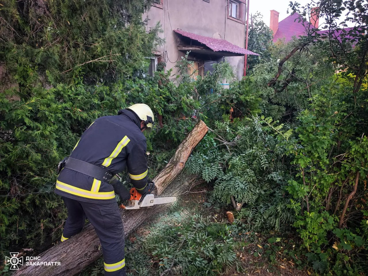 Сильний вітер повалив дерева в Ужгороді та Виноградові (ФОТО)