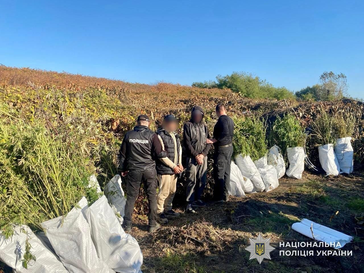 У Мукачеві суд виніс вирок чоловіку, який вирощував коноплі та виготовляв канабіс (ФОТО)