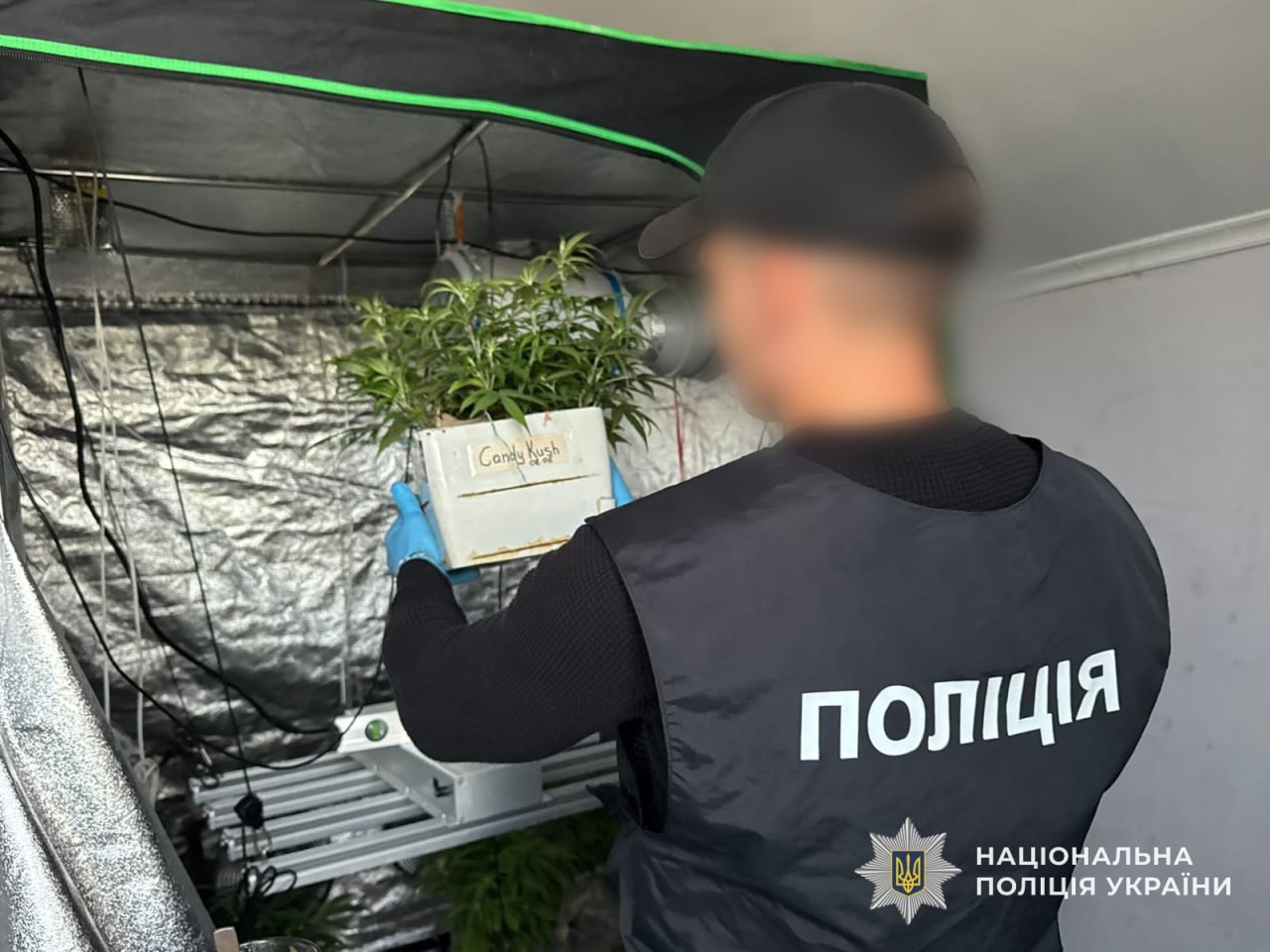 На Закарпатті викрили наркомережу та вилучили 246 кущів конопель (ФОТО)