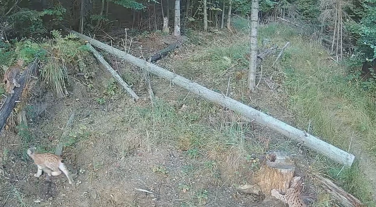 На Закарпатті у Гукливому помітили одразу кількох рисей (ФОТО)