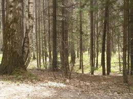 Унаслідок зіткнення двох легковиків на Мукачівщині одну з автівок відкинуло у кювет (ФОТО)