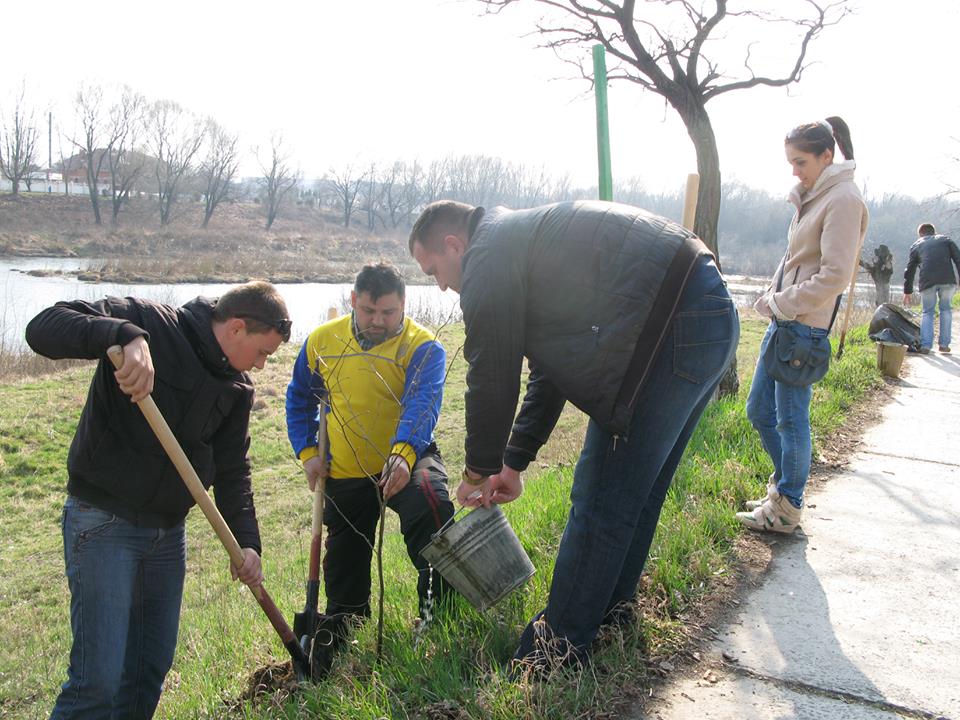 Ужгородські єдиноцентристи оновили найдовшу в Європі липову алею, висадивши 30 лип (ФОТО)