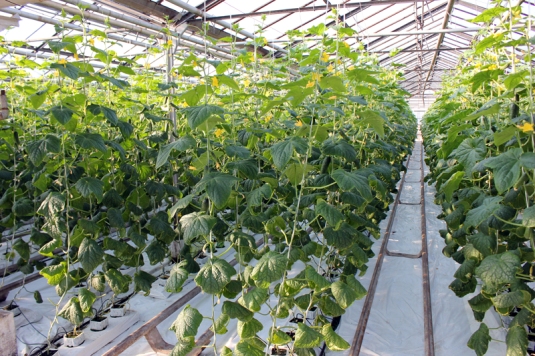 Огляд способів вирощування огірків у теплиці