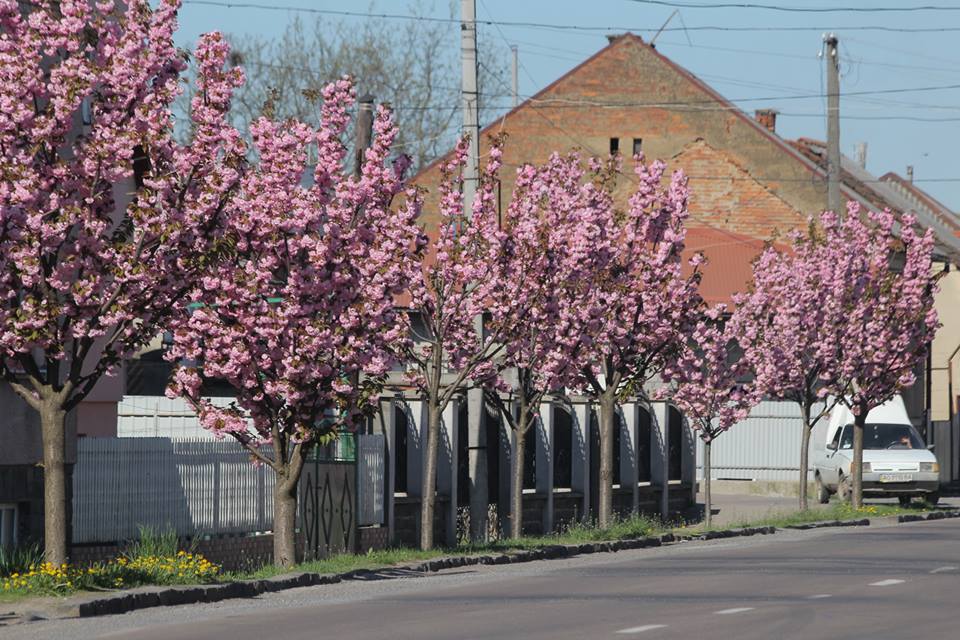 В Мукачеві квітне найдовша алея сакур Закарпаття (ФОТО) @ Закарпаття онлайн