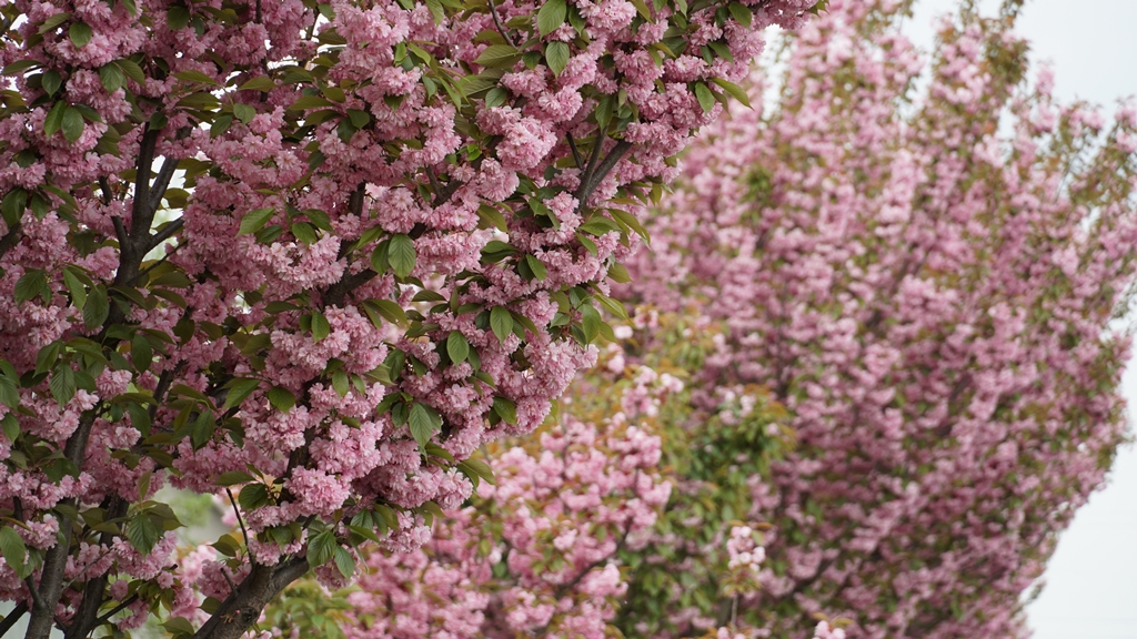 У Мукачеві квітне найдовша алея сакур на Закарпатті (ФОТО, ВІДЕО .