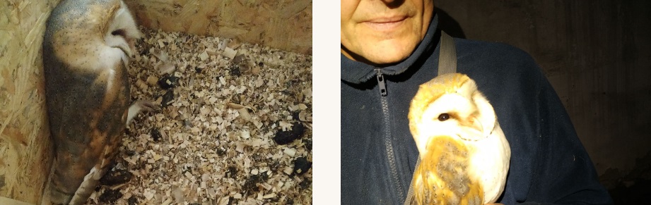 Орнітологи зафіксували на Закарпатті рідкісного птаха – сипуху білу (ФОТО)