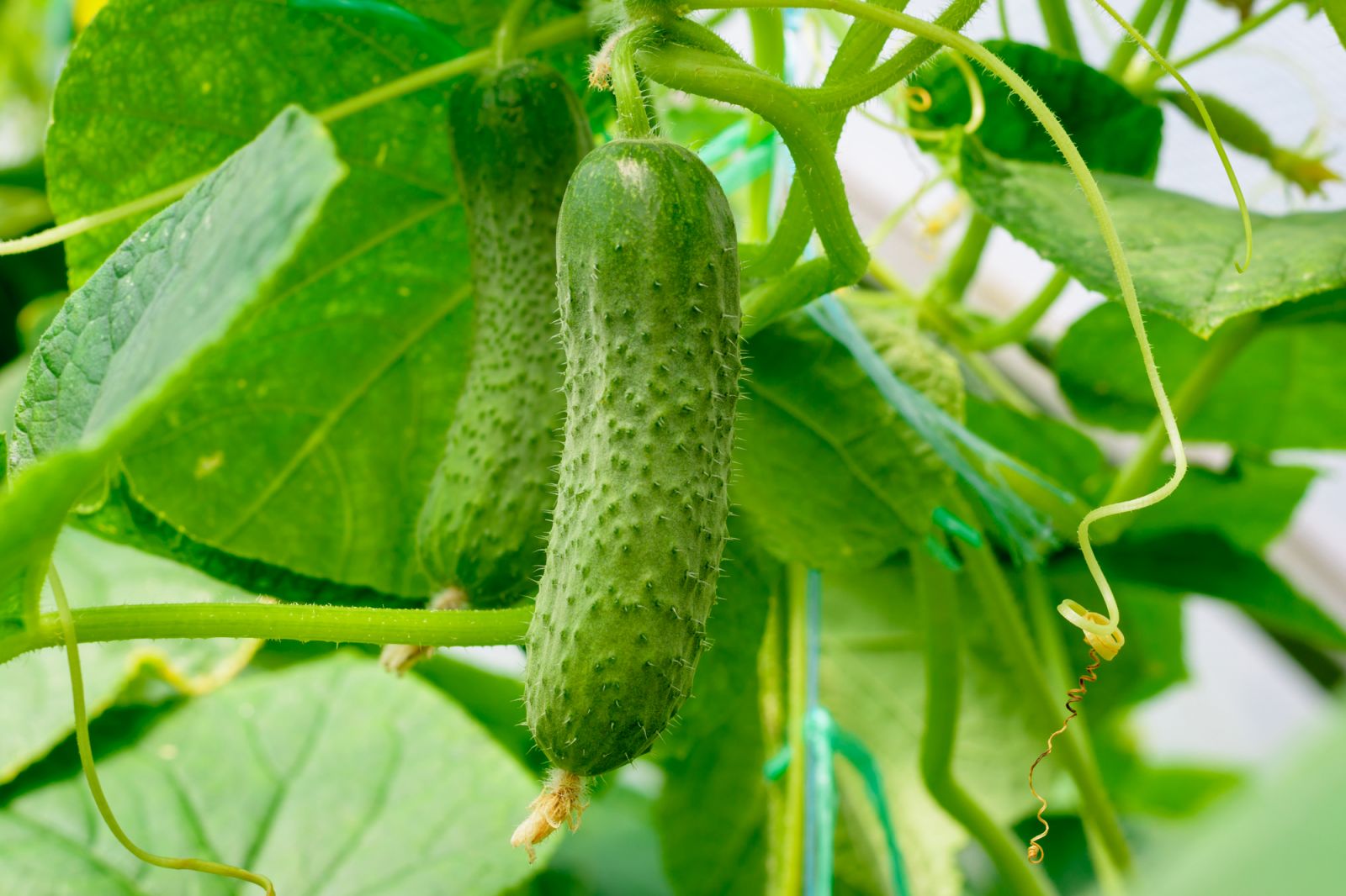 Корисні властивості та преимущества азоту для огірків – поради по годуванню рослин