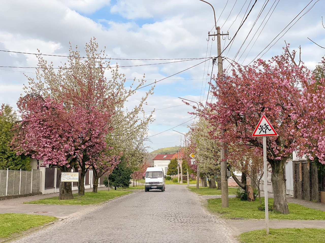 Сакура мукачево фото