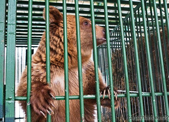 Закарпатському реабілітаційному центру для бурих ведмедів виповнився 1 рік (ВІДЕО)
