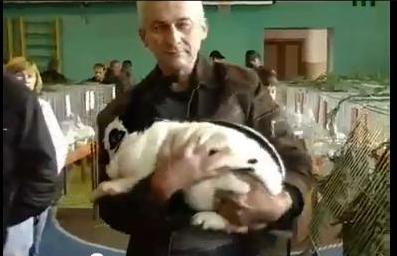 В Ужгороді обрали найкращих кролів (ВІДЕО)