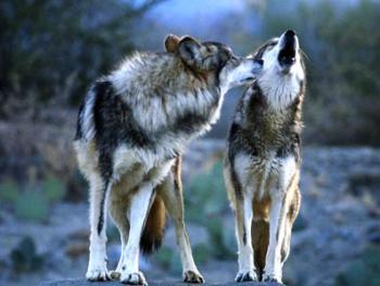 За два роки хустські мисливці не вполювали жодного вовка
