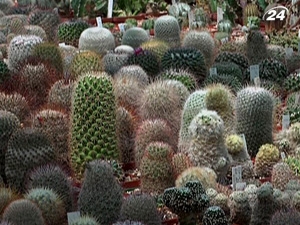 "Колюча" колекція ужгородця включає 400 кактусів