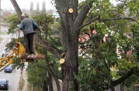 В Ужгороді термінової вирубки потребують 60 аварійних дерев