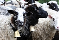 На Закарпатті розпочався вівчарський сезон (ВІДЕО)