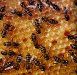 У монастирі на Іршавщині хворих лікують бджолами