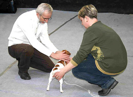 «Золоті» собаки закарпатського кінолога перемагали на міжнародних виставках понад 150 разів