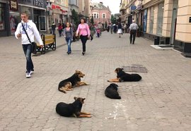 Отрутою і ґумовими кулями. Доґгантери в Ужгороді вбивають щомісяця 5–10 собак