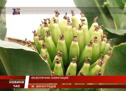 У Виноградові в теплиці вирощують банани (ВІДЕО)