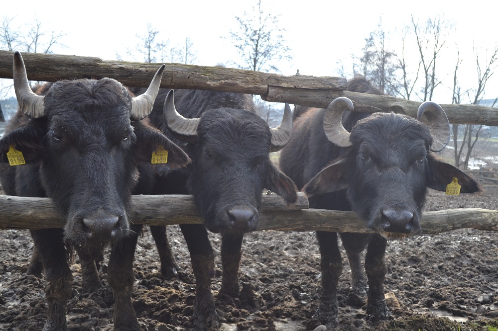 Закарпатські буйволи не визнають доїльних апаратів (ФОТО)