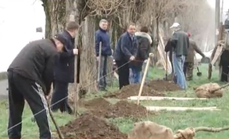 У Мукачеві цієї весни вже висадили близько 400 дерев (ВІДЕО)