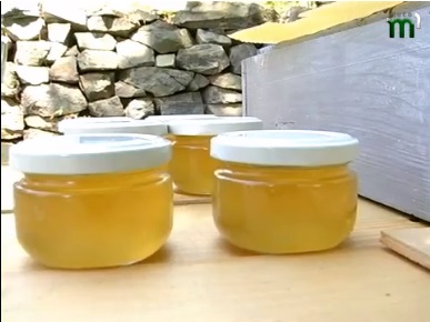На Закарпатті збирають весняний мед (ВІДЕО)