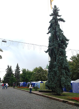 У Мукачеві не поспішають з новими деревами, чекаючи на кінну статую Святого Мартина