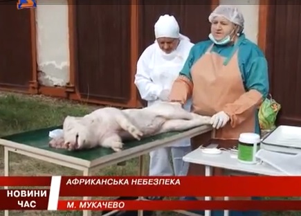 У Мукачеві вжили заходів проти "російської" африканської чуми свиней (ВІДЕО)