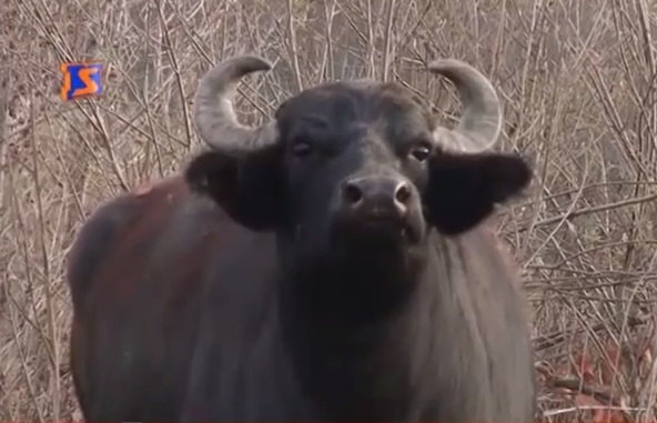 На Хустщині бережуть карпатських буйволів (ВІДЕО)