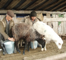 Закарпатське вівчарство. Традиції гірського ремесла (ВІДЕО)