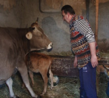 На Берегівщині фермерам благодійники роздають худобу (ВІДЕО)