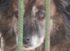 У Мукачеві влада виділить 250 тис грн на стерилізацію безпритульних собак, додатково залучатимуть спонсорів (ВІДЕО)