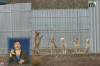У притулку для тварин в Ужгороді влаштували велике прибирання (ВІДЕО)