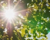 На Закарпатті після двох днів сильної спеки з 12 серпня температура знову знизиться