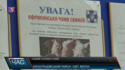 У свиногосподарстві у Вилоку через АЧС знищили 800 свиней, в селищі та околицях – карантин (ВІДЕО)