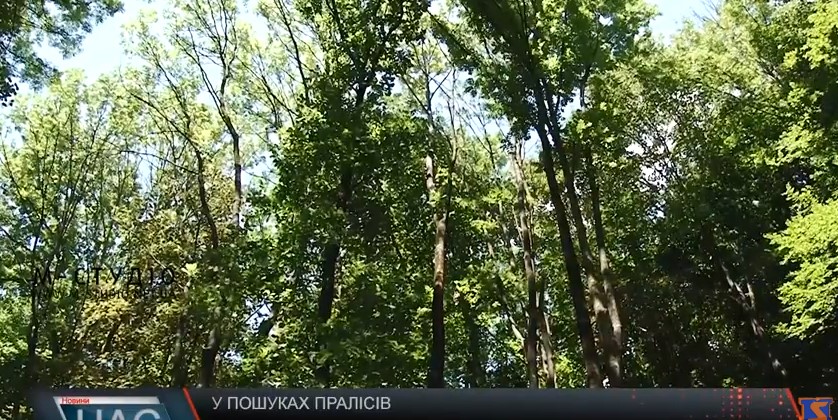 Недоторкані ліси шукають на Свалявщині (ВІДЕО)