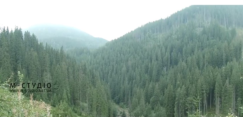 Незайманий кедровий ліс росте у серці Карпат, на Тячівщині, на висоті 1400 метрів (ВІДЕО)
