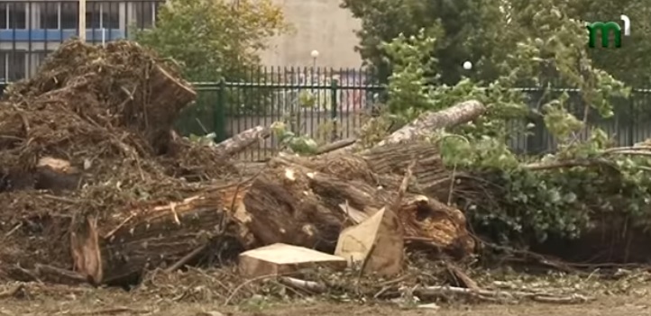 Під час реконструкції стадіону "Авангард" в Ужгороді вирубали 17 дерев (ВІДЕО)