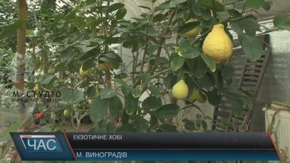 Жінка з Виноградова на власному городі вирощує тропічні фрукти (ВІДЕО)