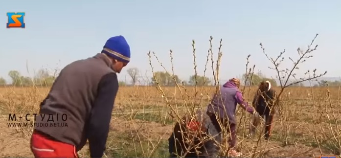 На Мукачівщині на площі 100 гектарів вирощують лохину (ВІДЕО)