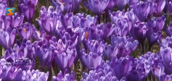 У Колочаві – пік цвітіння шафрану Гейфеля (ВІДЕО)