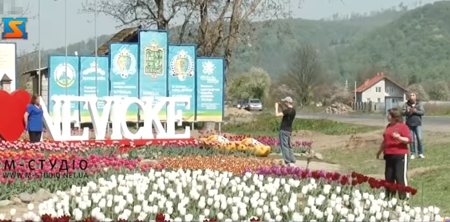 У Невицькому, на Ужгородщині квітне "голандська" клумба з 10 тисячами тюльпанів (ВІДЕО)