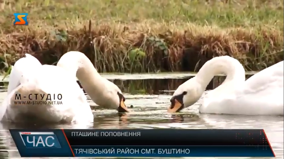 Для відновленого парку Буштина закупили пару лебедів та качок-мандаринок (ВІДЕО)