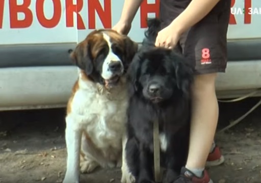 Понад 100 собак взяли участь у виставці-конкурсі "Зірка Закарпаття" (ВІДЕО)
