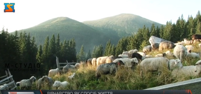Вівчарів на карпатських полонинах стає дедалі менше (ВІДЕО)