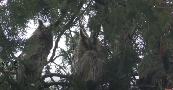 На Берегівщині, у селі Велика Бакта, вухаті сови облюбували місцевий парк (ВІДЕО)