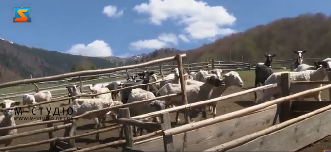 У гірських районах Закарпаття вівчарі готуються виводити овець на полонини (ВІДЕО)