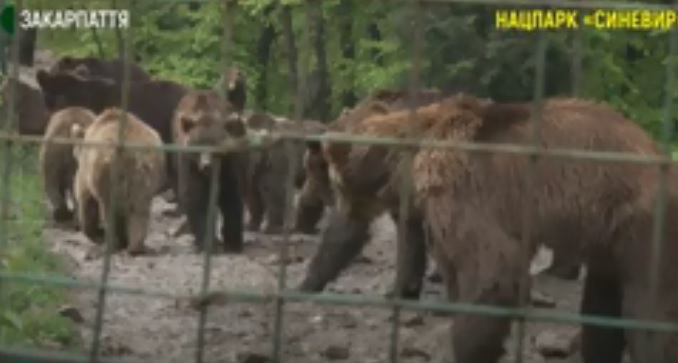 Додаткову територію для утримання ведмедів облаштовують в закарпатському нацпарку "Синевир" (ВІДЕО)